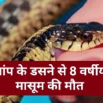 हादसा : सांप के डसने से 8 वर्षीय मासूम की मौत…