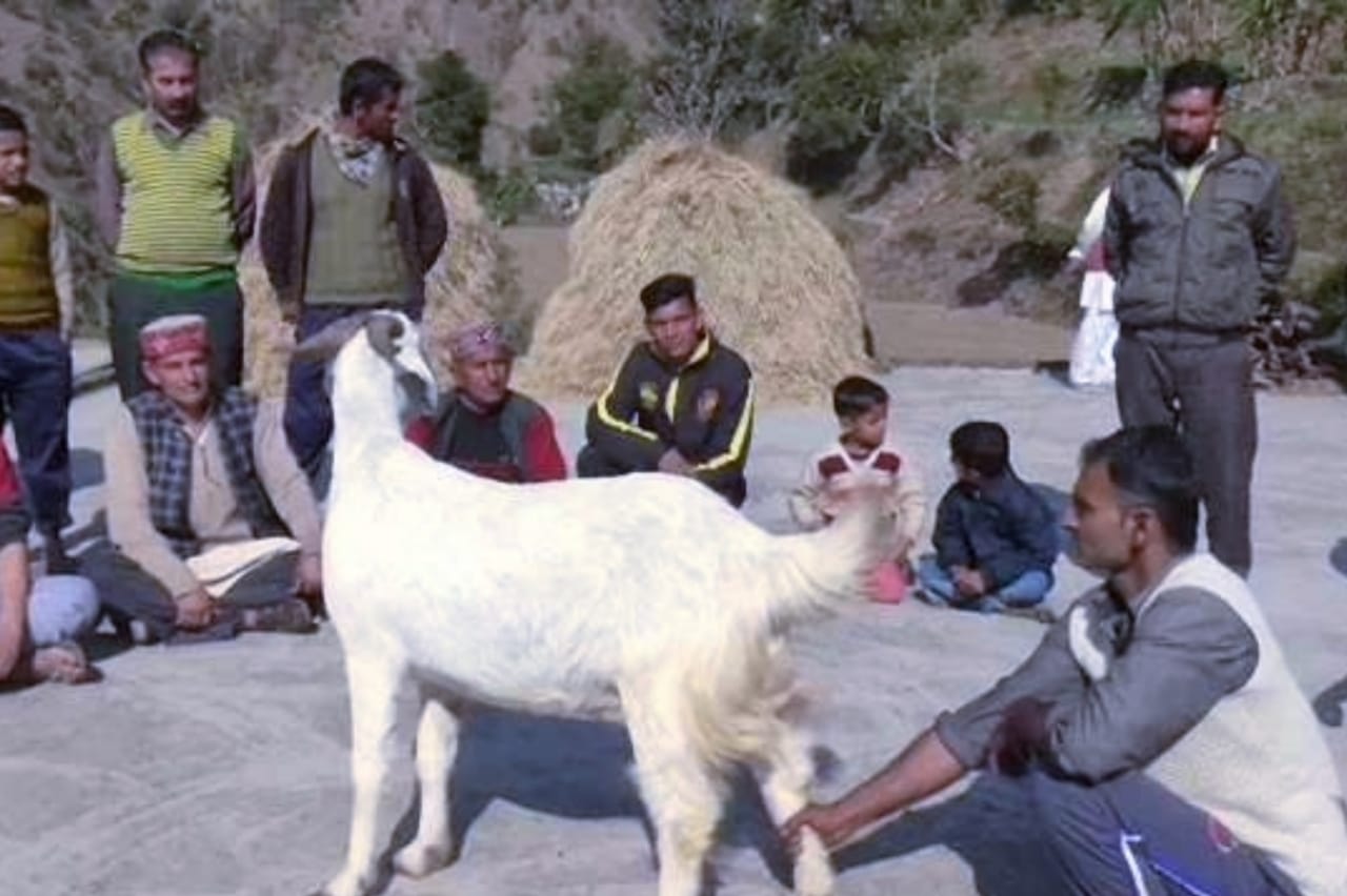 गिरिपार मे सदियों से मनाया जाने वाला माघी त्यौहार कल..