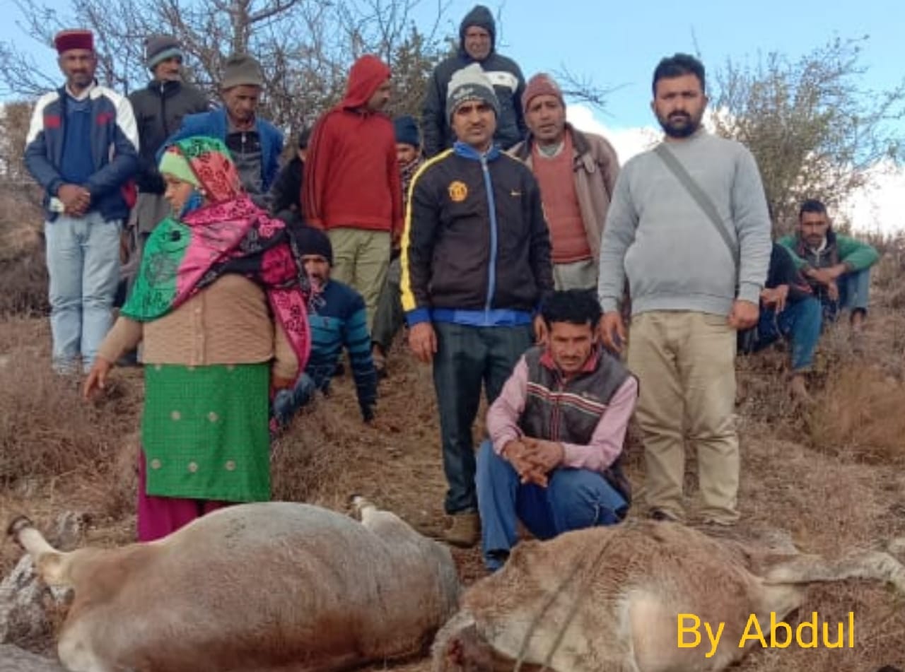 नहरसवार पंचायत में गौशाला में गिरी आसमानी बिजली, 5 पशुओं की मौत