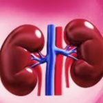 Kidney : रखना चाहते है किडनी को स्वस्थ तो ऐसे रखें साफ सफाई का विशेष ध्यान…