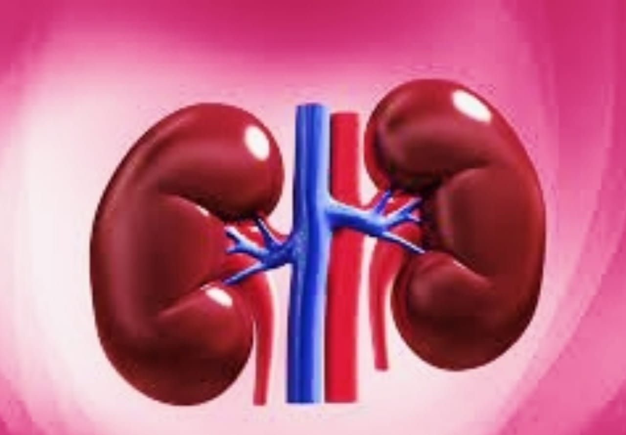 Kidney : रखना चाहते है किडनी को स्वस्थ तो ऐसे रखें साफ सफाई का विशेष ध्यान…