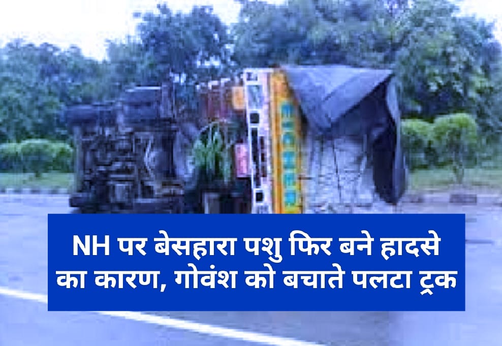 NH पर बेसहारा पशु फिर बने हादसे का कारण, गोवंश को बचाते पलटा ट्रक