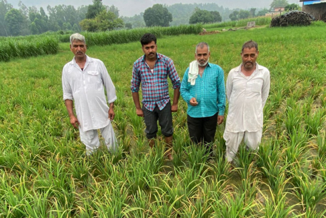 पांवटा साहिब में घटिया बीज ने बर्बाद कर दी सैंकड़ों बीघा धान की फसल, किसानों ने की कारवाई के मांग…