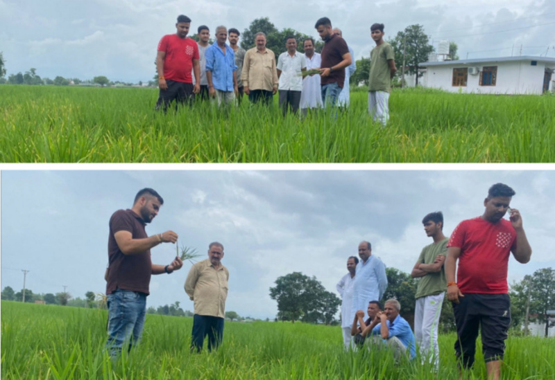 कृषि विज्ञान केंद्र सिरमौर के वैज्ञानिकों ने धान की फसल में समस्याओं के प्रति किसानों को किया जागरूक