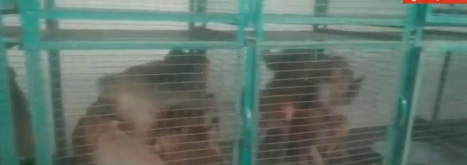वन विभाग की टीम ने पांवटा शहर से पकड़े 44 बंदर, मंकी सेंटर में किया शिफ्ट...