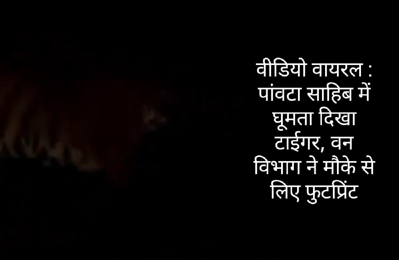 वीडियो वायरल : पांवटा साहिब में घूमता दिखा टाईगर, वन विभाग ने मौके से लिए फुटप्रिंट