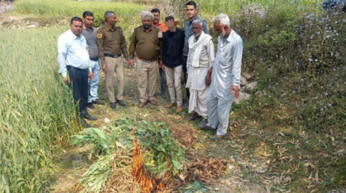 Paonta Sahib: पुलिस ने किया अफीम की खेती का पर्दाफाश, 1662 पौधे उखाड़े