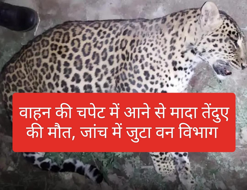 Himachal News: वाहन की चपेट में आने से मादा तेंदुए की मौत, जांच में जुटा वन विभाग