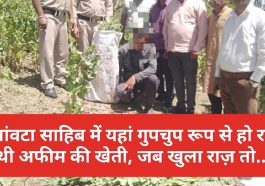 Paonta Sahib News: पांवटा साहिब में यहां गुपचुप रूप से हो रही थी अफीम की खेती, जब खुला राज़ तो..