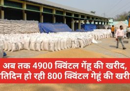 Paonta Sahib News: अब तक 4900 क्विंटल गेंहू की खरीद, प्रतिदिन हो रही 800 क्विंटल गेहूं की खरीद
