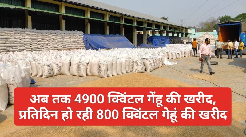 Paonta Sahib News: अब तक 4900 क्विंटल गेंहू की खरीद, प्रतिदिन हो रही 800 क्विंटल गेहूं की खरीद