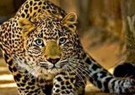 बड़ी खबर: घर के आंगन में खेल रहे चार साल के मासूम को तेंदुए ने बनाया अपना निवाला, बाग में मिला शव