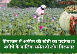 Himachal News: हिमाचल में अफीम की खेती का पर्दाफाश! बगीचे के मालिक समेत दो लोग गिरफ्तार