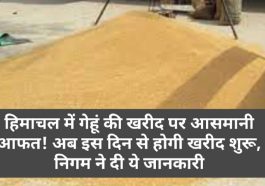 HP Latest News: हिमाचल में गेहूं की खरीद पर आसमानी आफत! अब इस दिन से होगी खरीद शुरू, निगम ने दी ये जानकारी