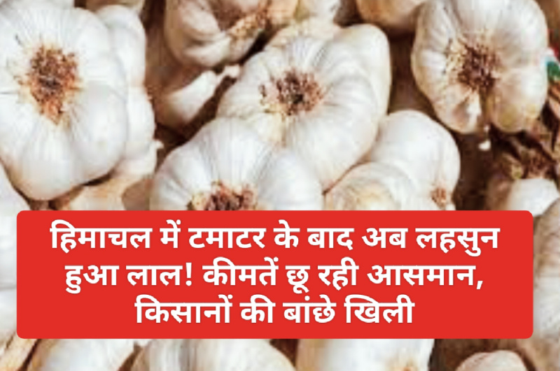 Latest Market Rate: हिमाचल में टमाटर के बाद अब लहसुन हुआ लाल! कीमतें छू रही आसमान, किसानों की बांछे खिली Latest Market Rate: हिमाचल में टमाटर के बाद अब लहसुन हुआ लाल! कीमतें छू रही आसमान, किसानों की बांछे खिली