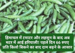 Vegetable Market Rate: हिमाचल में टमाटर और लहसुन के बाद अब मटर में आई हरियाली! पहले दिन 66 रुपए प्रति किलो बिकने का बाद दाम बढ़ने के आसार