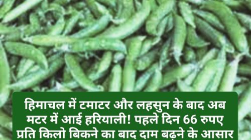 Vegetable Market Rate: हिमाचल में टमाटर और लहसुन के बाद अब मटर में आई हरियाली! पहले दिन 66 रुपए प्रति किलो बिकने का बाद दाम बढ़ने के आसार