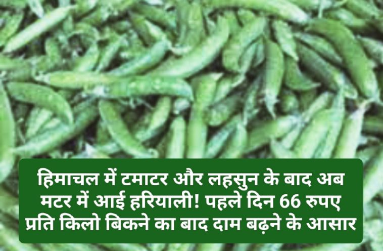 Vegetable Market Rate: हिमाचल में टमाटर और लहसुन के बाद अब मटर में आई हरियाली! पहले दिन 66 रुपए प्रति किलो बिकने का बाद दाम बढ़ने के आसार