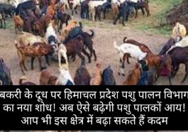 Goat Farming In Himachal: बकरी के दूध पर हिमाचल प्रदेश पशु पालन विभाग का नया शोध! अब ऐसे बढ़ेगी पशु पालकों आय! आप भी इस क्षेत्र में बढ़ा सकते हैं कदम