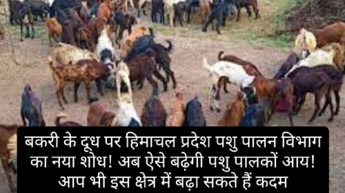 Goat Farming In Himachal: बकरी के दूध पर हिमाचल प्रदेश पशु पालन विभाग का नया शोध! अब ऐसे बढ़ेगी पशु पालकों आय! आप भी इस क्षेत्र में बढ़ा सकते हैं कदम