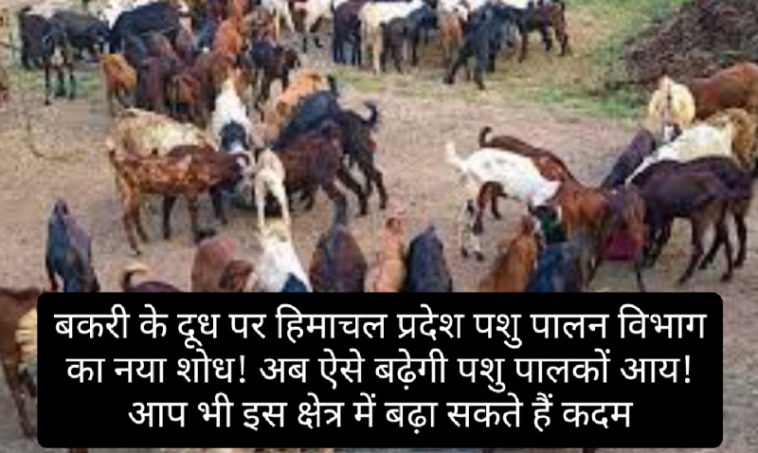 Goat Farming In Himachal: बकरी के दूध पर हिमाचल प्रदेश पशु पालन विभाग का नया शोध! अब ऐसे बढ़ेगी पशु पालकों आय! आप भी इस क्षेत्र में बढ़ा सकते हैं कदम