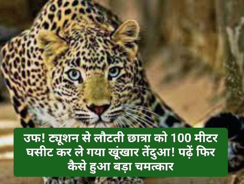 Himachal News: उफ! ट्यूशन से लौटती छात्रा को 100 मीटर घसीट कर ले गया खूंखार तेंदुआ! पढ़ें फिर कैसे हुआ बड़ा चमत्कार