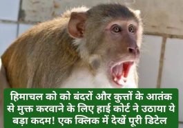 HP High Court In Action: हिमाचल को को बंदरों और कुत्तों के आतंक से मुक्त करवाने के लिए हाई कोर्ट ने उठाया ये बड़ा कदम! एक क्लिक में देखें पूरी डिटेल