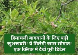 Himachal Horticulture News: हिमाचली बागबानों के लिए बड़ी खुशखबरी! ये मिलेगी खास सौगात! एक क्लिक में देखें पूरी डिटेल