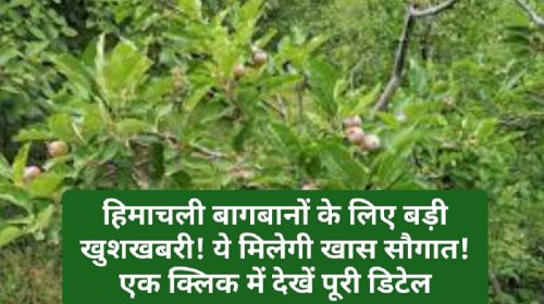 Himachal Horticulture News: हिमाचली बागबानों के लिए बड़ी खुशखबरी! ये मिलेगी खास सौगात! एक क्लिक में देखें पूरी डिटेल