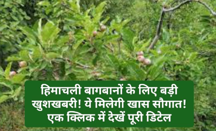 Himachal Horticulture News: हिमाचली बागबानों के लिए बड़ी खुशखबरी! ये मिलेगी खास सौगात! एक क्लिक में देखें पूरी डिटेल