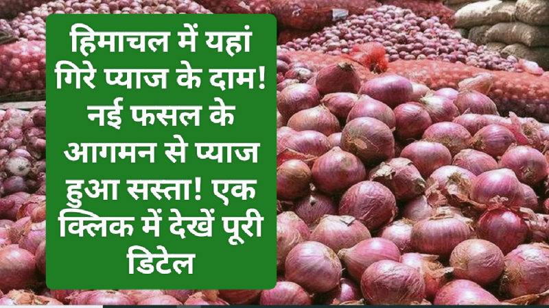 HP Latest News: हिमाचल में यहां गिरे प्याज के दाम! नई फसल के आगमन से प्याज हुआ सस्ता! एक क्लिक में देखें पूरी डिटेल