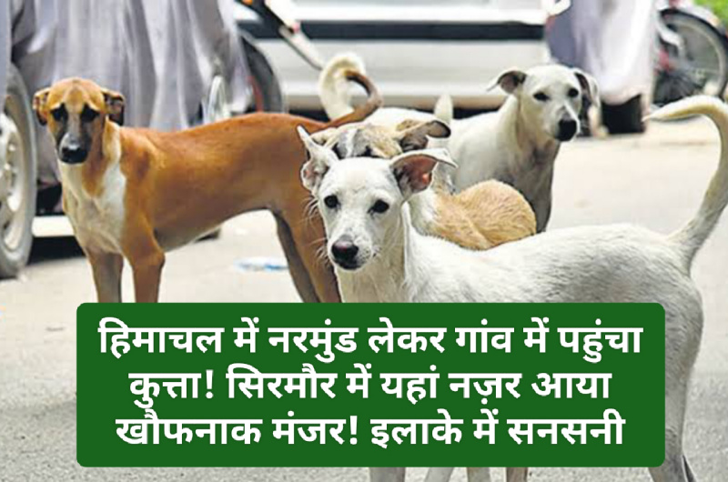 Shocking News: हिमाचल में नरमुंड लेकर गांव में पहुंचा कुत्ता! सिरमौर में यहां नज़र आया खौफनाक मंजर! इलाके में सनसनी