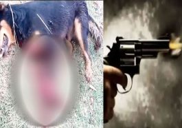 Himachal Crime News: हिमाचल में कुत्ते की गोली मारकर हत्या! आरोपी पर केस दर्ज