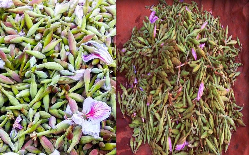 Himachal News: क्या आपने भी चखी है यह स्वादिष्ट सब्जी! स्वाद के साथ औषधीय गुणों से भी है भरपूर