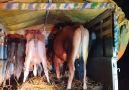 Himachal Crime News: हिमाचल में मवेशियों से भरी पिकअप पकड़ी! चालक के खिलाफ FIR