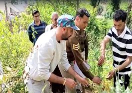 Himachal Crime News: हिमाचल में अफीम की खेती का पर्दाफाश! एक क्लिक में देखें पूरी रिपोर्ट