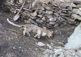 Himachal Crime News: हिमाचल में तीन तेंदुए सहित गाय को जहर देकर मारा! FIR दर्ज