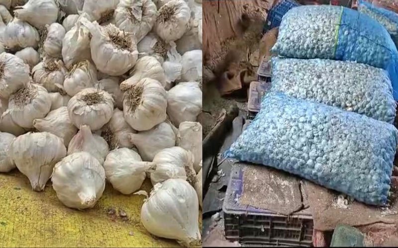 Himachal News Update: सब्जी मंडी में लहसुन सीजन का आगाज! ₹100 प्रति किलो तक मिला दाम, कम पैदावार से किसान चिंतित