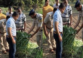 Sirmour News: सिरमौर में अफीम की खेती का पर्दाफाश! पुलिस ने हिरासत में लिया आरोपी