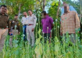 Sirmour News: सिरमौर में अफीम की खेती का पर्दाफाश! हिरासत में लिया आरोपी