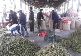 HP News: मटर के दामों में आया उछाल! किसानों के खिले चेहरे, आप भी जानिए किस भाव में बिक रहे…