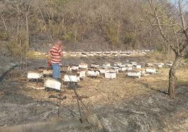 Himachal News Update: बैंक से कर्ज लेकर किया मधुमक्खी पालन! आग ने किया ऐसा तांडव सब हुआ राख….