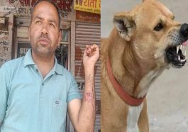 Himachal News Update: हिमाचल में कुत्ते का आतंक! चार स्कूली बच्चों सहित पांच लोगों को काटा