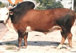 Himachal News Update: आवारा बैल के हमले से बुजुर्ग की मौत! साथी घायल