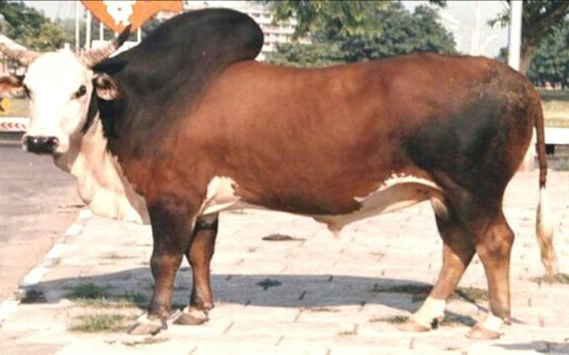 Himachal News Update: आवारा बैल के हमले से बुजुर्ग की मौत! साथी घायल