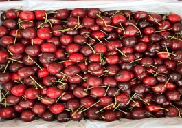 Himachal News Update: 600 रुपये तक बिक रही हिमाचल की चेरी! हवाई मार्ग से हो रही सप्लाई