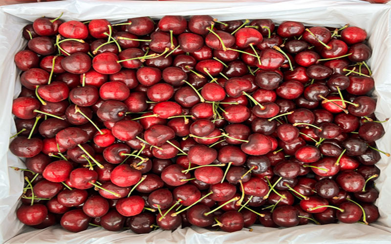 Himachal News Update: बागवानों की बल्ले-बल्ले! मांग अधिक होने से दोगुना हुए चेरी के दाम