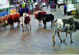 Himachal Latest News: बेसहारा पशु मुक्त होगा शिमला! जनवरी 2026 तक सभी बेजुबान पहुंचाए जाएंगे गौ सदन