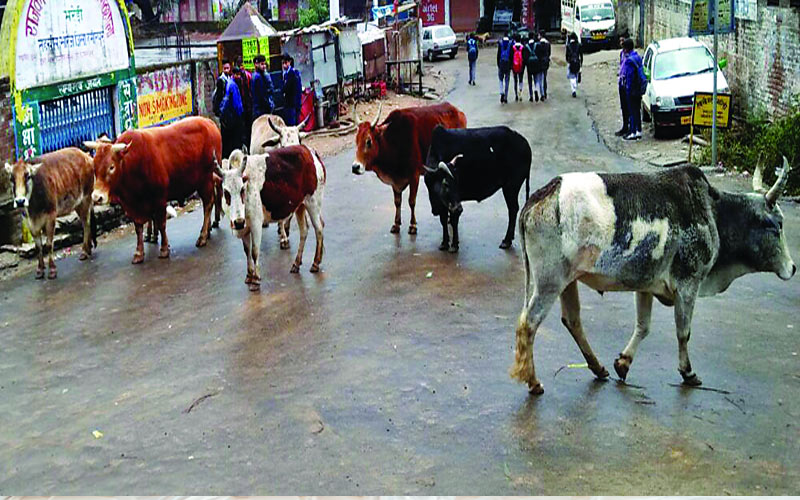 Himachal Latest News: बेसहारा पशु मुक्त होगा शिमला! जनवरी 2026 तक सभी बेजुबान पहुंचाए जाएंगे गौ सदन