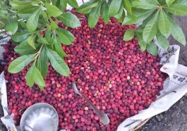 Himachal News: बाजार में 400 रुपये प्रति किलो तक बिक रहा काफल! पहाड़ी फल के चटकारे ले रहे लोग